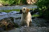 LABRADOR 1292